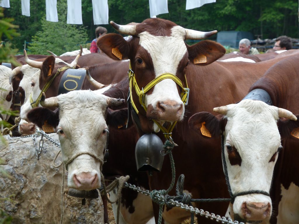 Agriculture vache territoire authenticité Le Reposoir Haute-Savoie