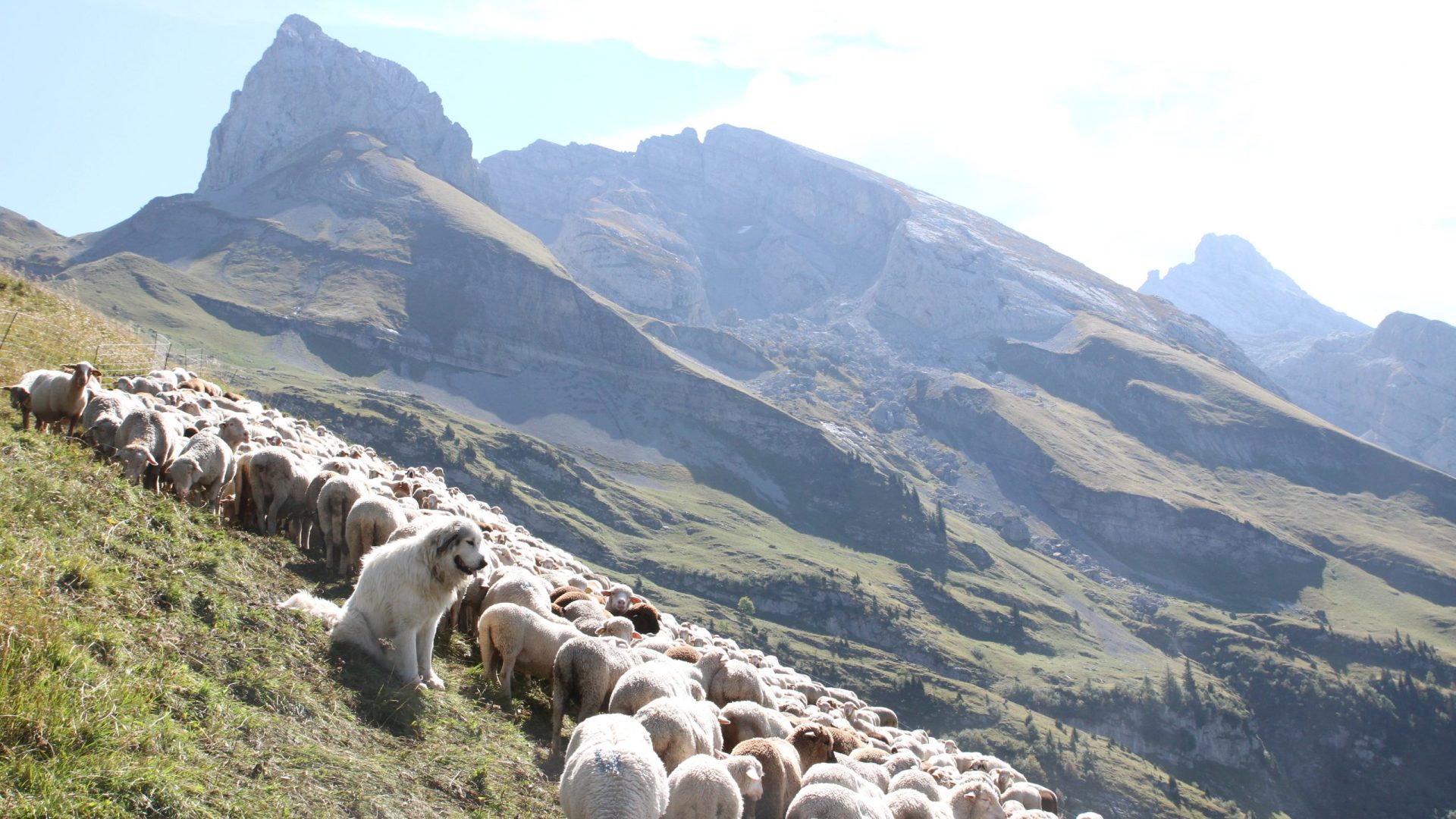 Patou, chien de protection, troupeaux, moutons, brebis, Alpes