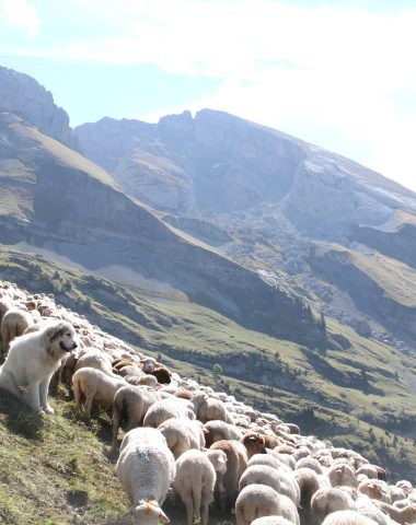 Patou, chien de protection, troupeaux, moutons, brebis, Alpes