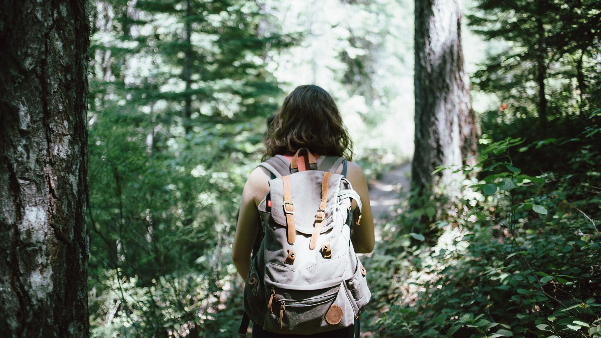 Promenade dans les bois